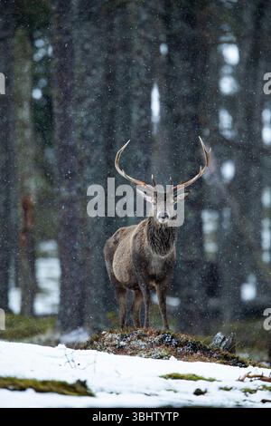 Cervus elaphus, scalpello in un bosco innevato, Alvie Estate, Highlands, Scozia, Regno Unito, Febbraio Foto Stock