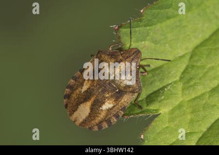 Cimice tartaruga (Eurygaster testudinaria) seduta sul bordo della foglia in ambiente naturale, Baden-Wuerttemberg, Germania, Europa Foto Stock