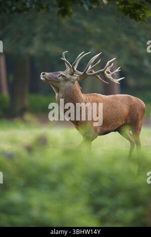Un maestoso cervo rosso (Cervus elaphus) con imponenti corna nella foresta, in Germania, in Europa Foto Stock