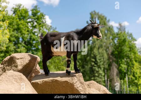 Una capra bianca e nera si erge in cima a una grande roccia, sorvegliando i suoi dintorni in un parco soleggiato. Lussureggianti alberi verdi forniscono uno sfondo vibrante, creando un Foto Stock