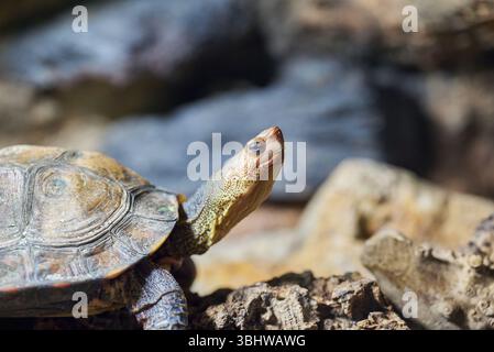 Tartaruga in legno ornata o dipinta, Rhinoclemmys pulcherrima Foto Stock