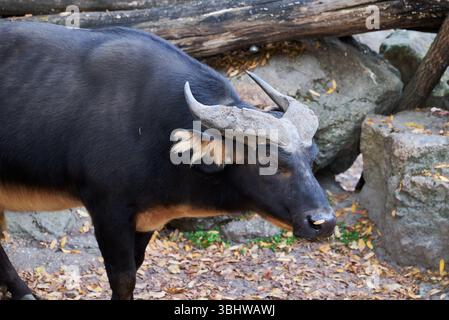 Il bufalo della foresta africana, il Syncerus caffer nanus, il bufalo nano o il bufalo del Congo Foto Stock