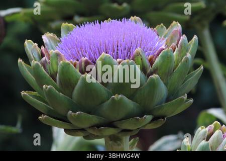 Vista laterale del Carciofo Globe viola, Cynara cardunculus Foto Stock