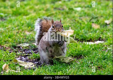 Primo piano di uno scoiattolo grigio che tiene la foglia con le zampe Foto Stock