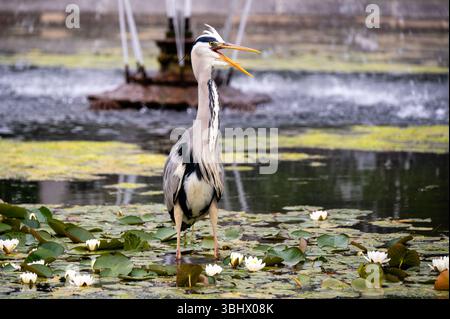 Il Majestic Grey Heron si erge graziosamente accanto a un tranquillo laghetto adornato da gigli in fiore durante un sereno pomeriggio Foto Stock