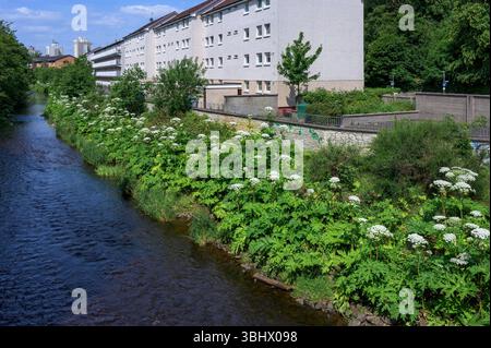 Giant Hogweed, Heracleum Mantegazzianum Growing Beside the White Cart Water, Langside Drive /Tantallon Road, Shawlands, Glasgow, Scozia, Regno Unito, Europa Foto Stock