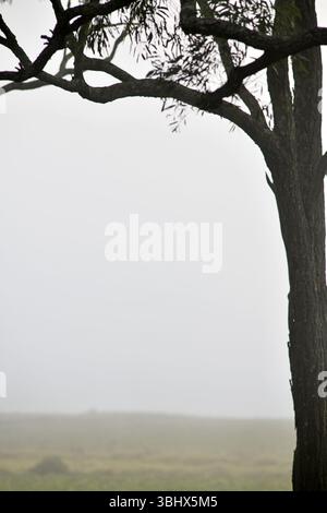 Misty Morning tra gli eucalipti nella campagna del Queensland, Australia Foto Stock