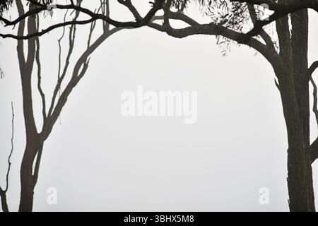 Misty Morning tra gli eucalipti nella campagna del Queensland, Australia Foto Stock