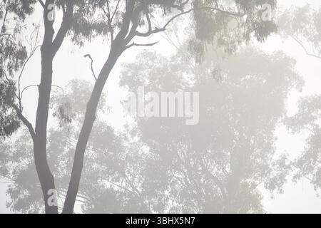 Misty Morning tra gli eucalipti nella campagna del Queensland, Australia Foto Stock