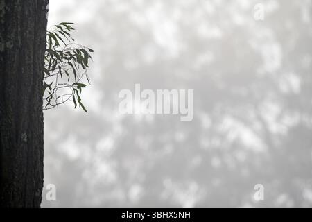 Misty Morning tra gli eucalipti nella campagna del Queensland, Australia Foto Stock