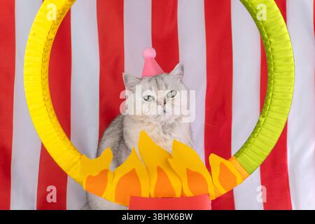 Il gatto che indossa un cappello rosa da festa si posa in un ambiente a tema circo con sfondo rosso e bianco a righe Foto Stock