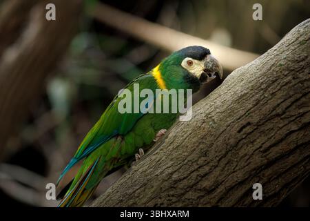 Primo piano di un parrocchetto di Nanday (Aratinga nenday) arroccato su un ramo d'albero, che mostra il suo vivace piumaggio verde, il colletto giallo e la testa nera. Foto Stock