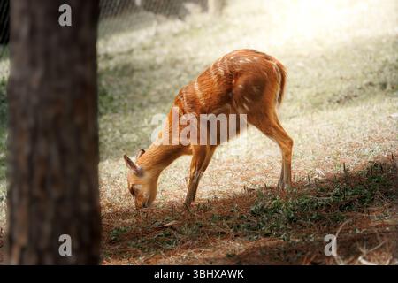Vista laterale di un giovane cervo paludoso (Blastocerus dichotomus) che pascolano pacificamente su un terreno boschivo coperto da aghi di pino secco, in una calda luce naturale. Foto Stock