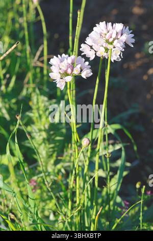 Aglio rosato (Allium roseum), fioritura, Croazia Foto Stock