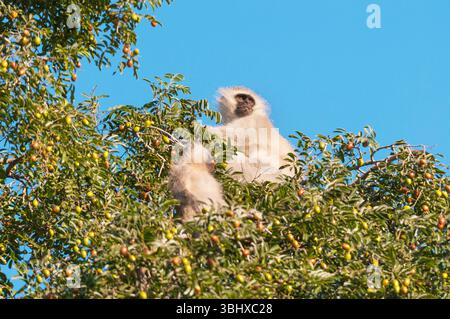 Scimmia grivet, scimmia savana, scimmia verde, scimmia vervet (Cercopithecus aethiops), scimmia vervet e giovanile, Botswana, riserva di caccia Mashatu Foto Stock