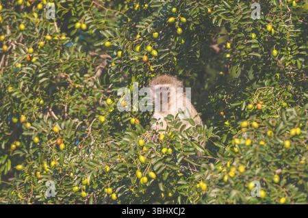 Scimmia Grivet, scimmia Savanna, scimmia Verde, scimmia Vervet (Cercopithecus aethiops), in cima ad un albero, Botswana, riserva di caccia Mashatu Foto Stock