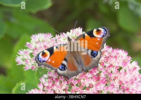 Farfalla di pavone, pavone europeo (Inachis io, Nymphalis io, Aglais io), sui fiori di Hylotelephium, Germania Foto Stock