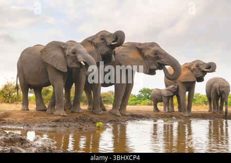 Elefante africano (Loxodonta africana), branco di elefanti in una pozza d'acqua, Botswana, riserva di caccia Mashatu Foto Stock
