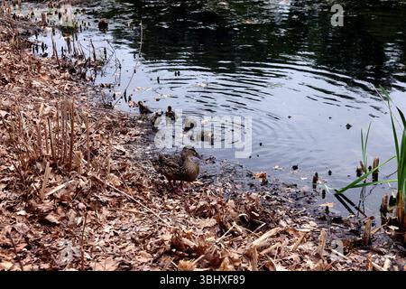 Famiglia di anatre - mamma seguita da anatroccoli che si godono la vita. Crotona Park nel Bronx, New York. Laghetto in una giornata nuvolosa a giugno. Foto Stock