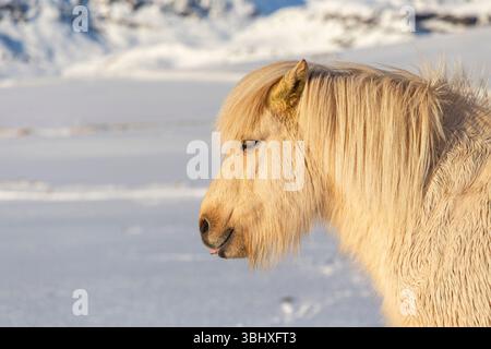 Cavallo islandese nel paesaggio invernale, Islanda Foto Stock