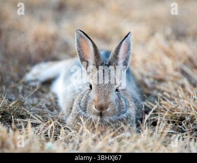Bunny Rabbit, primo piano Foto Stock