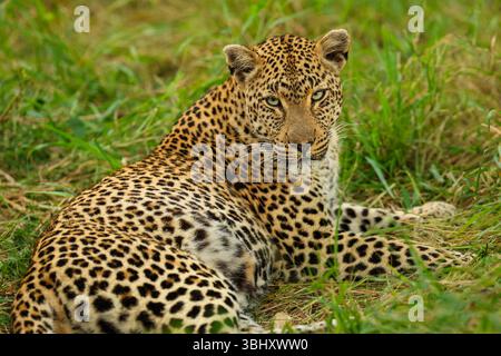 Un leopardo seduto nell'erba verde del Bush africano Foto Stock
