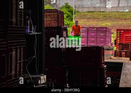 Marilia, San Paolo, Brasile, 24 aprile 2025. Un lavoratore scarica scatole di plastica piene di pomodori da un camion in un magazzino di frutta e verdura nel cit Foto Stock