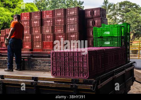 Marilia, San Paolo, Brasile, 24 aprile 2025. Un lavoratore scarica scatole di plastica piene di pomodori da un camion in un magazzino di frutta e verdura nel cit Foto Stock