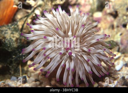 Anemone dorato, Condylactis aurantiaca, Actiniidae, Mar Mediterraneo, Italia Foto Stock
