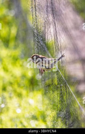 Rete nebulizzata con un uccello catturato nella rete in una giornata estiva di sole Foto Stock