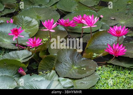 Bellissimi fiori di ninfee rosa (Nymphaea pubescens) che fioriscono nell'acqua dello stagno, bagnati dalla luce del sole. Foto Stock
