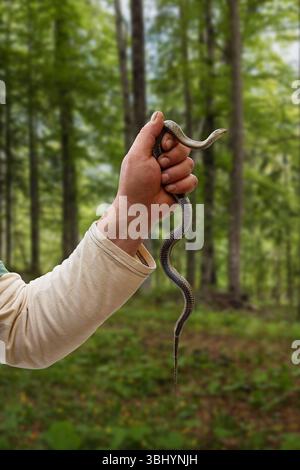 Mano che regge un serpente d'erba su uno sfondo neutro. Natrix natrix nel bosco. Foto Stock