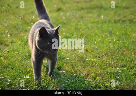 Gatto grigio scuro sull'erba. Ritratto di un gatto domestico che cammina verso la fotocamera. Foto Stock