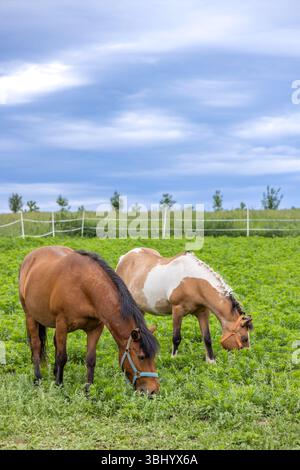 Due cavalli gusteranno un pasto tranquillo in un lussureggiante pascolo verde in Cechia, con un cielo nuvoloso sopra la testa Foto Stock