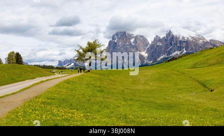 Una vista panoramica dell'Alpe di Siusi caratterizzata da una tortuosa strada sterrata, vivaci prati verdi con fiori selvatici, un albero solitario, escursionisti lontani e la maestà Foto Stock