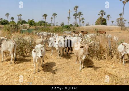 Mandrie di bovini bianchi vagano liberamente attraverso la savana alla ricerca di cibo da pascolare, Mbour, regione di Thies, Senegal, Africa occidentale Foto Stock