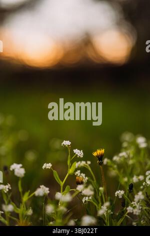 Un primo piano di piante di galium in fiore, con delicati fiori bianchi su uno sfondo delicato e sfocato. Catturati con luce naturale serena Foto Stock