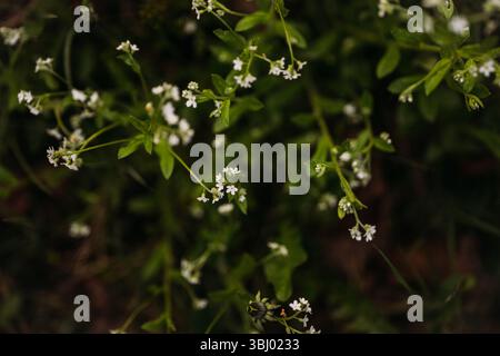 Un primo piano di piante di galium in fiore mostra i loro delicati fiori bianchi su uno sfondo verde lussureggiante. Questa vivace immagine cattura l'essenza di Foto Stock