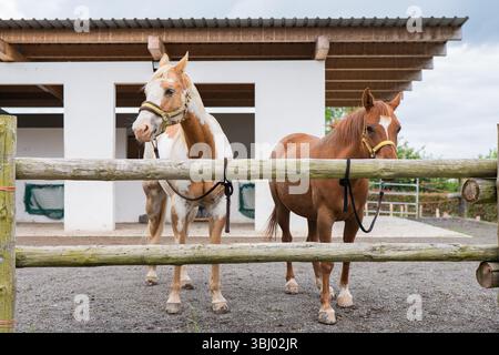 Due cavalli, uno marrone chiaro e bianco, l'altro marrone castagno, si trovano dietro una recinzione rustica in legno di una fattoria. La scena mostra uno stile di vita rurale con Foto Stock