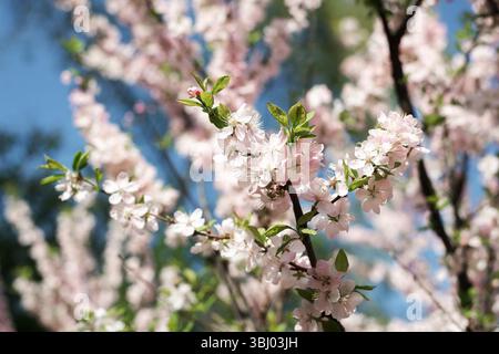 Primo piano di rami di ciliegio con delicati fiori rosa contro un cielo blu vibrante, catturando l'essenza del rinnovamento e della bellezza naturale della primavera Foto Stock