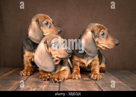 Tre adorabili cuccioli di dachshund poggiano insieme su uno sfondo scuro e strutturato. I loro cappotti luccicanti e gli occhi curiosi catturano l'essenza giocosa di questi Foto Stock