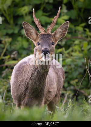 Maschio Roe Deer (Capreolus capreolus), Cambridgeshire, Inghilterra Foto Stock