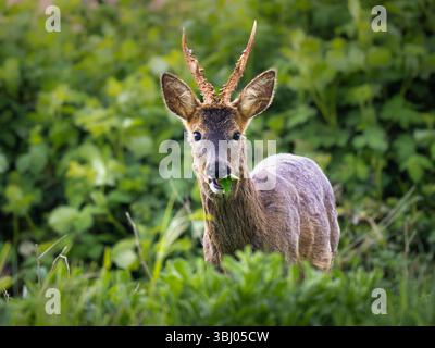 Maschio Roe Deer (Capreolus capreolus), Cambridgeshire, Inghilterra Foto Stock