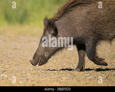 Cinghiale (Sus scrofa), Parco Nazionale di Marmaris, Provincia di Mugla, Turchia sud-occidentale Foto Stock