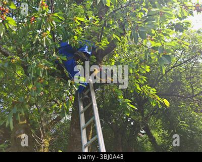 aborista che lavora in altezza durante la cura degli alberi e aborista che potava gli alberi che lavora in altezza durante la cura degli alberi Foto Stock