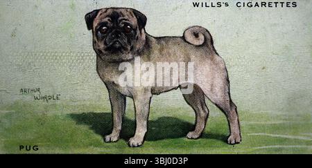 Pug: Un cane giocattolo di costruzione robusta che proviene dalla Cina. Da una serie di carte di sigarette sui cani che hanno evidenziato l'arte di Arthur Wardle. Pubblicate nel 1938 dalla casa produttrice di tabacco W. D. & H. O. Wills, carte come questa erano una delle norme del tempo. Foto Stock