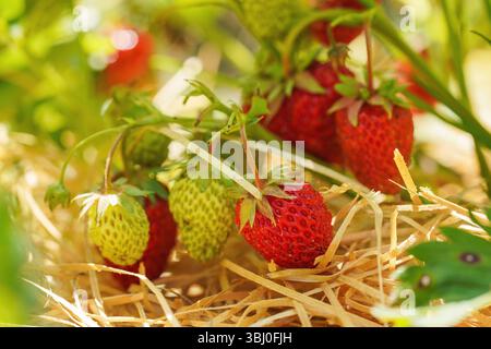 Maturazione di fragole da giardino su strato di pacciame di lana di legno, dettaglio ravvicinato - pochi frutti già rossi Foto Stock