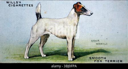 Smooth Fox Terrier: Descritto come un terrier dalle dimensioni maneggevoli con forti istinti sportivi. Da una serie di carte di sigarette sui cani che hanno evidenziato l'arte di Arthur Wardle. Pubblicate nel 1938 dalla casa produttrice di tabacco W. D. & H. O. Wills, carte come questa erano una delle norme del tempo. Foto Stock