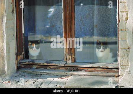 Due gatti bianchi e neri che guardano attraverso una vecchia finestra Foto Stock