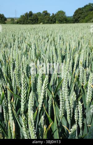 Il grano nel campo Foto Stock
